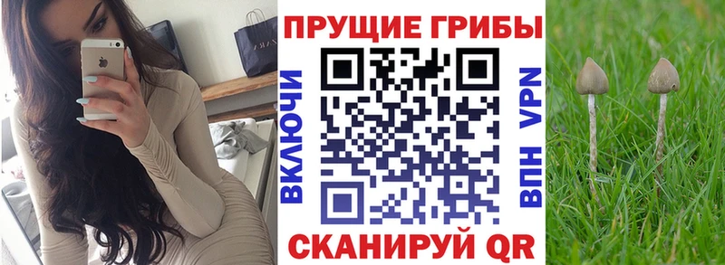 Галлюциногенные грибы Psilocybine cubensis  купить  сайты  Когалым 